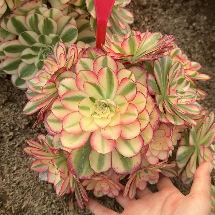 5-58倾城多肉法师