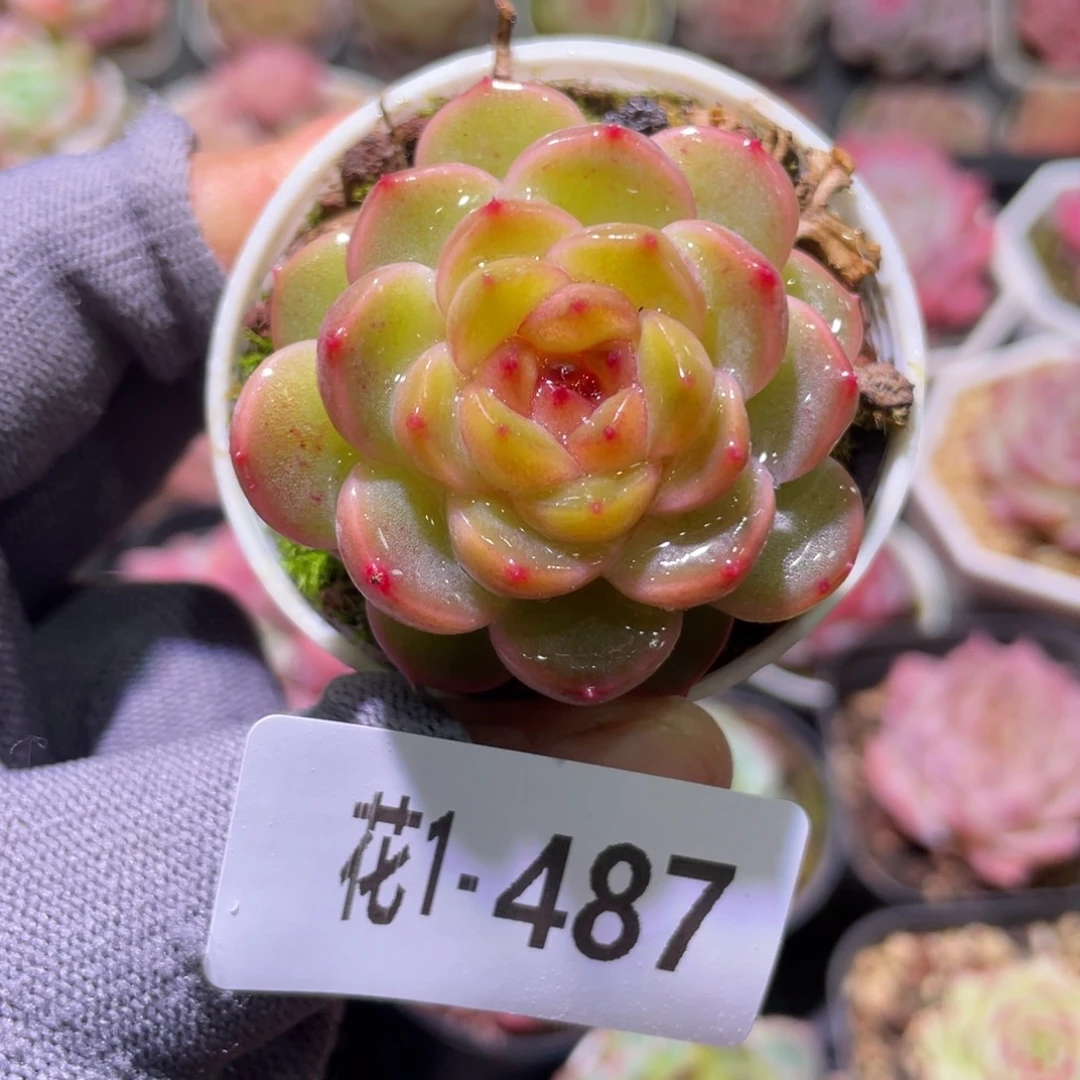 花利美1-487新品珍妮