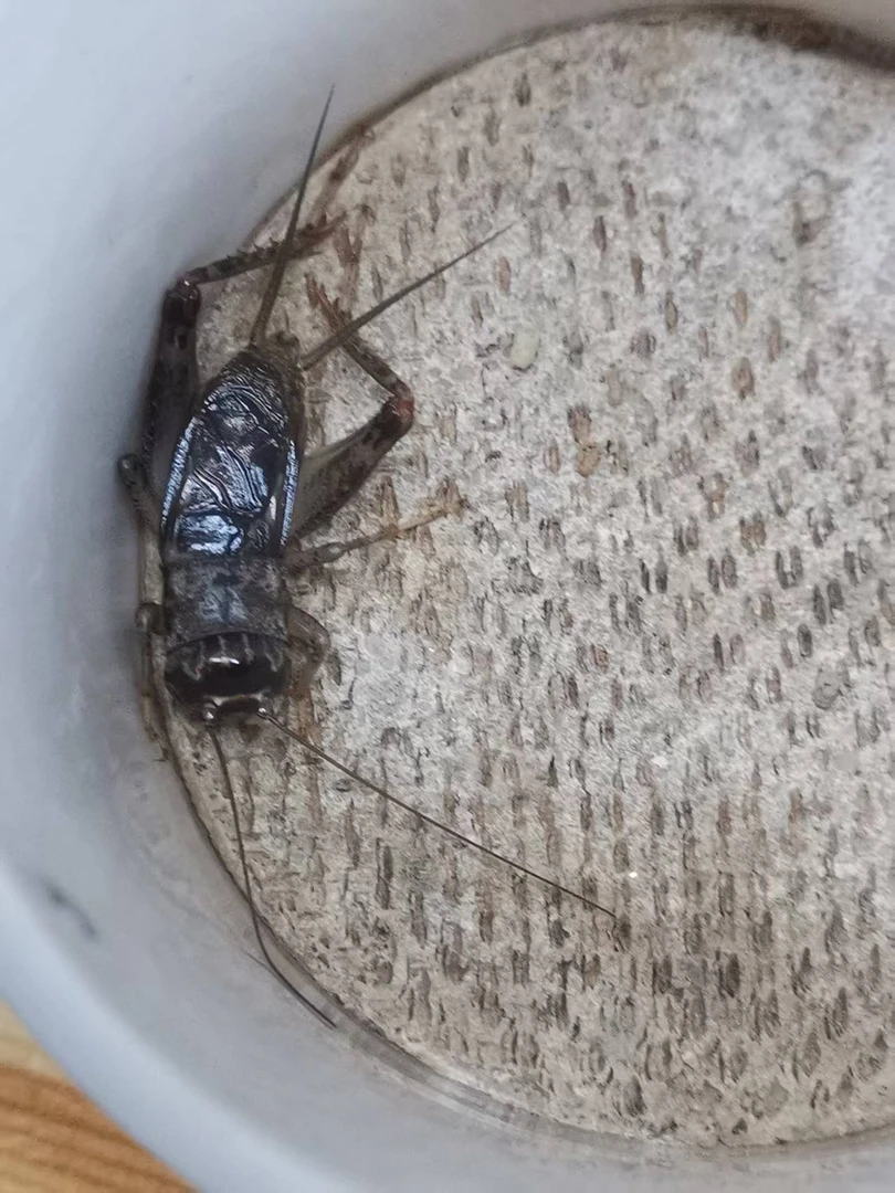 精品冬版蟋蟀，白虫，骨子硬，耐疼耐斗，底板扎实，牙型好