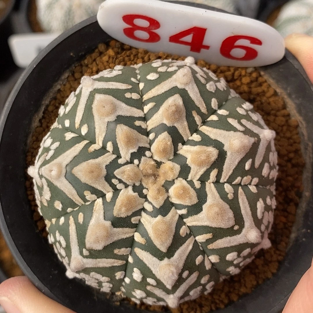 846七愣v兜系列产品