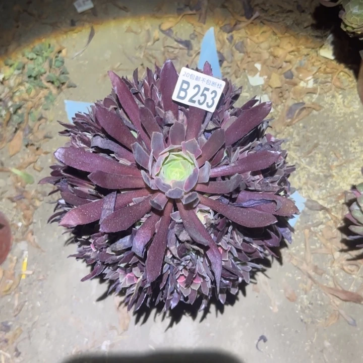 蒙娜丽莎……不包断枝……