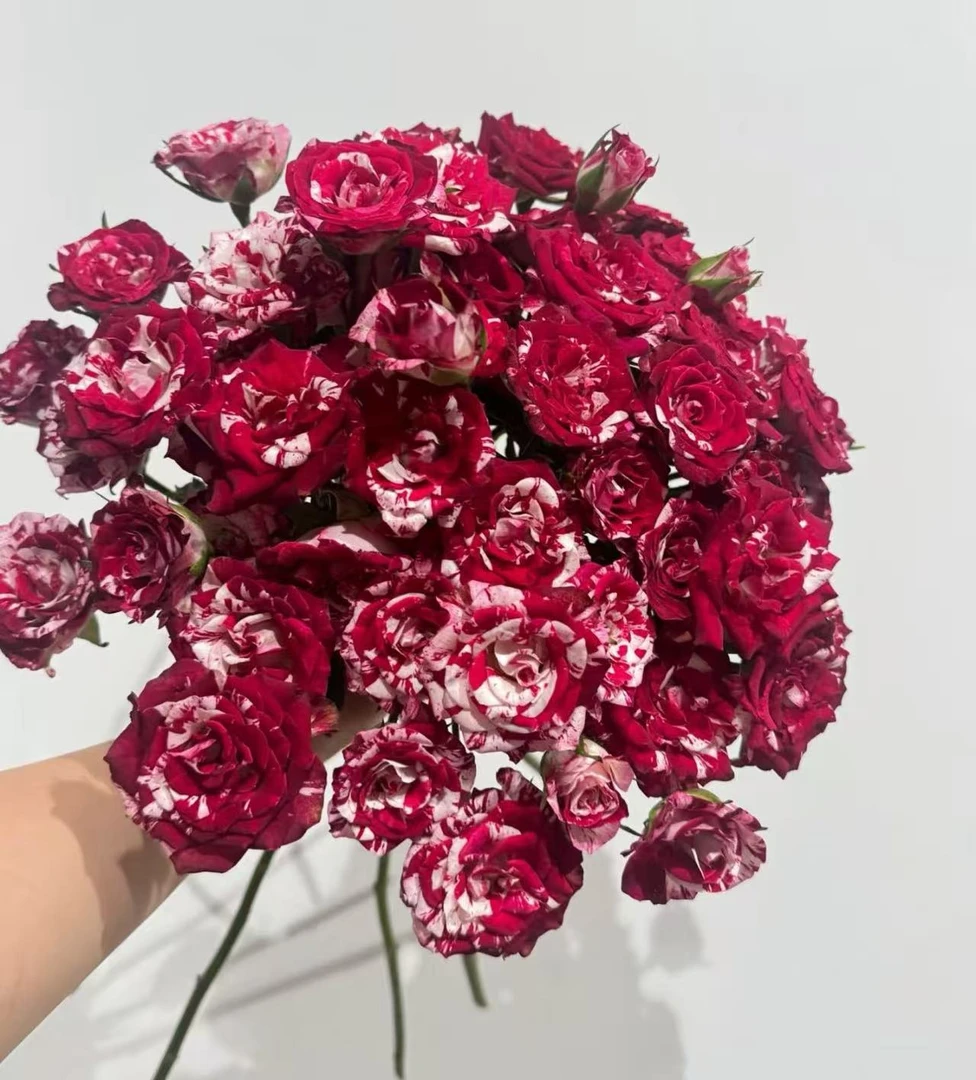 【羽衣曲玫瑰】云南优选鲜切花昆明基地直发家用插花节日