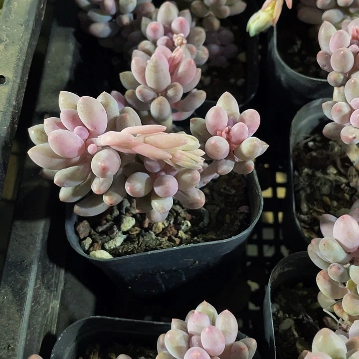 6.5方婴儿手指群带盆