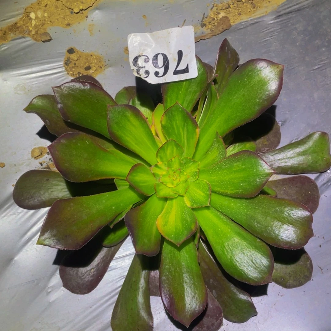 韶秀七彩多肉植物763