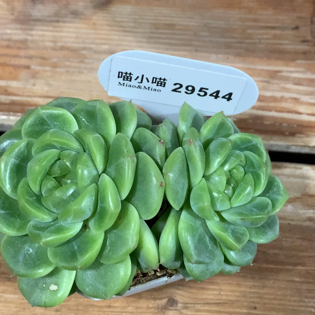 品***阁多肉植物杂交珍妮