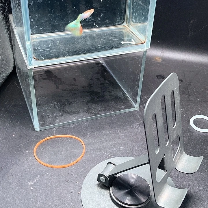 孔雀鱼价格不高经济实惠