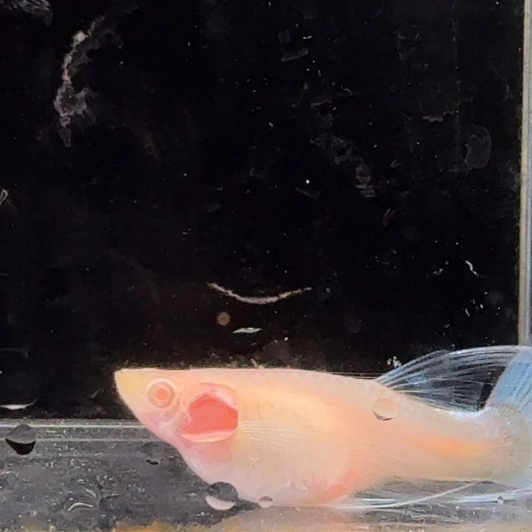 孔雀鱼蓝白缎带1对