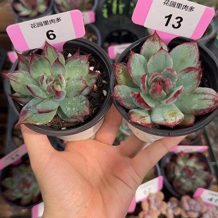 6、13 惊鸿仙子多肉植物