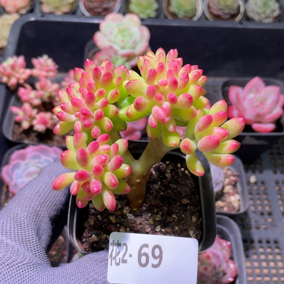 花利美  2-69青松缀化