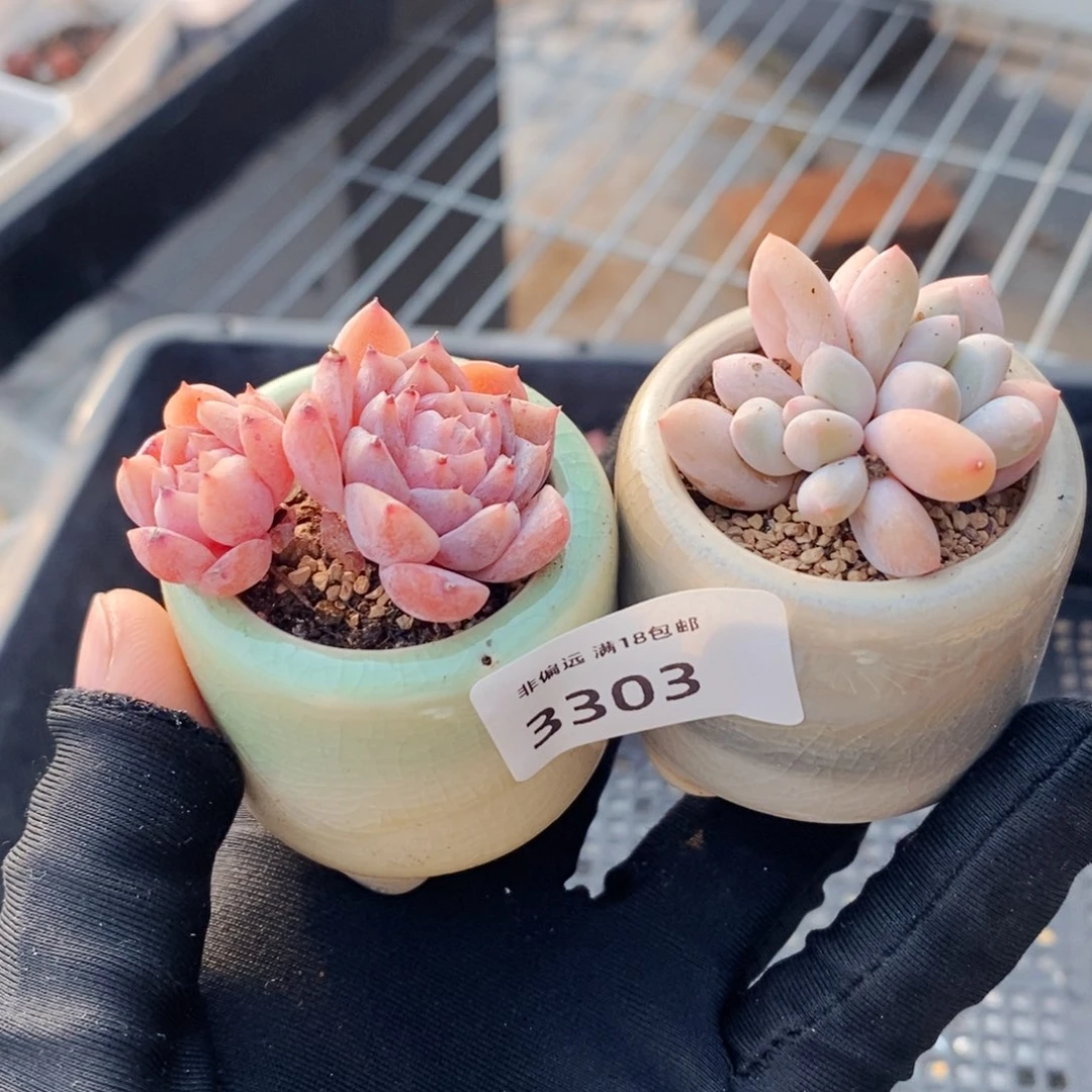 3303--一物一拍 带盆