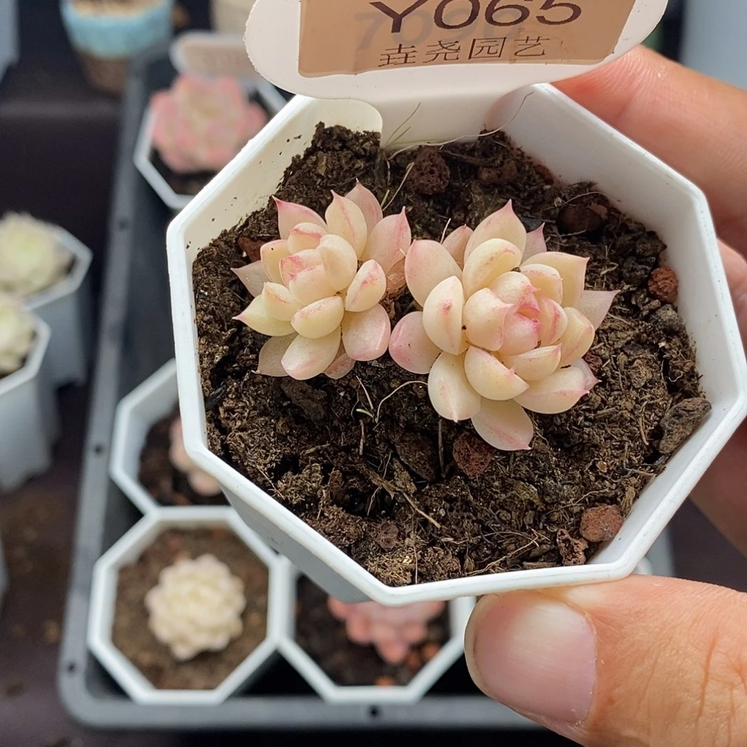 0065？女王双头 4.5cm