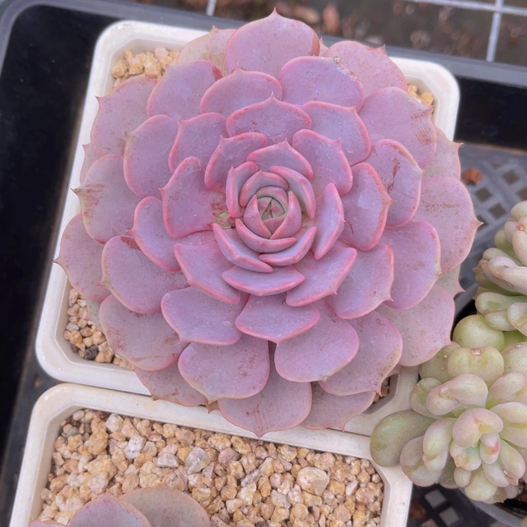 粉蝶12公分999999999