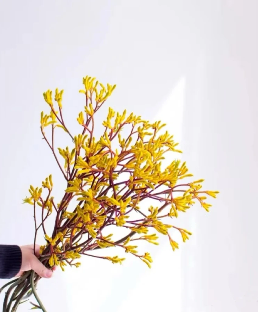 澳洲袋鼠爪花鲜切花水培客厅居家水养花材办公室内插花橙红色直发