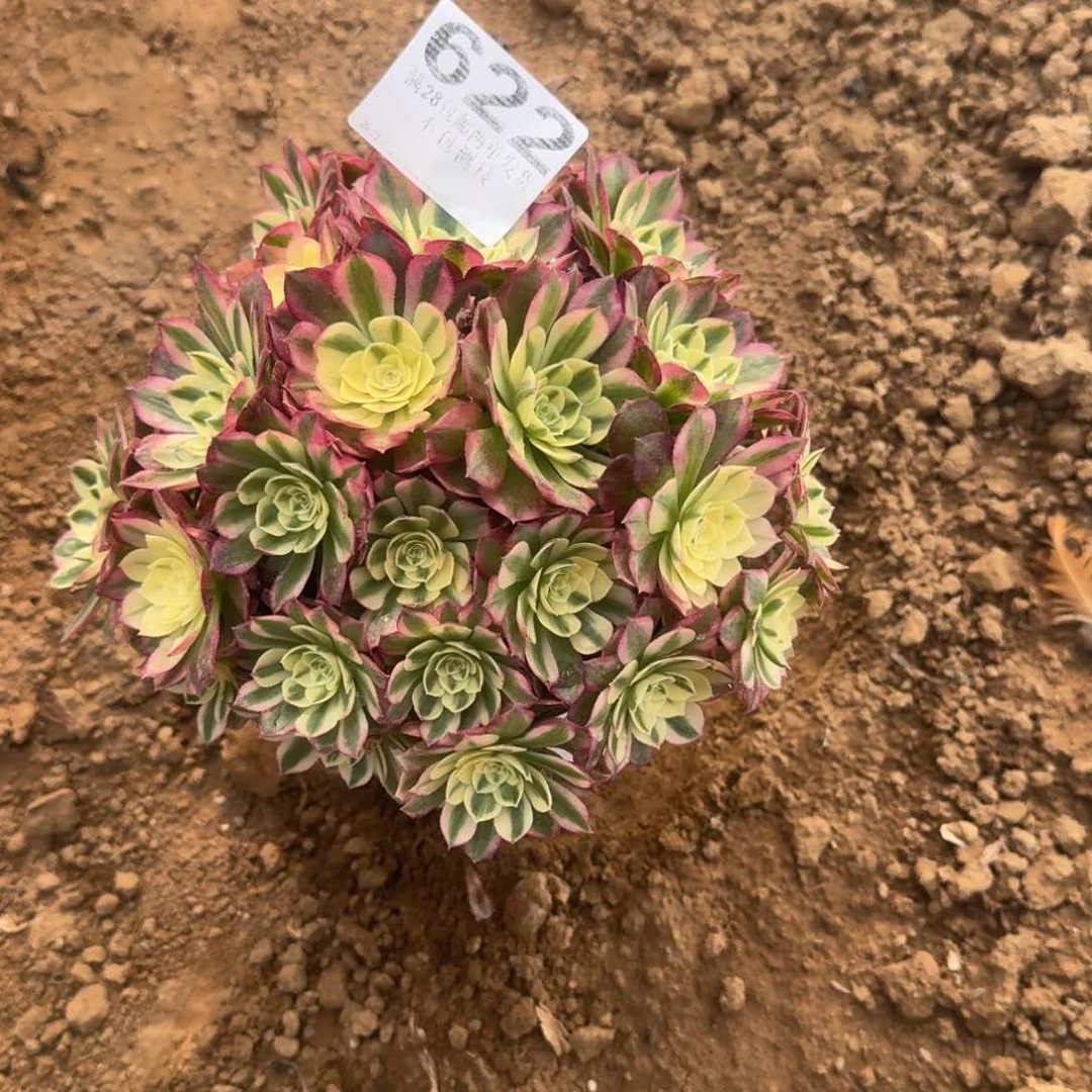 蔷*墙622号玉滋福利不包损