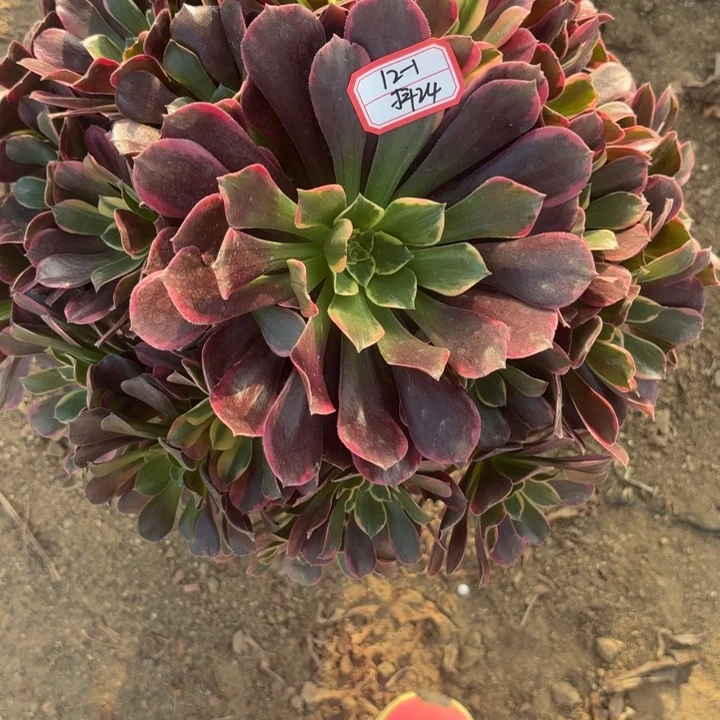 金丝雀多肉法师不包损24