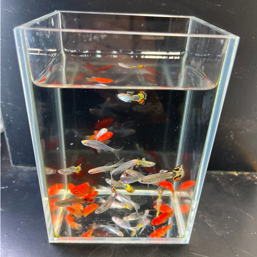 【渔场直销】孔雀斑马米奇鱼混搭热带套餐小型好养耐活新手繁殖胎生