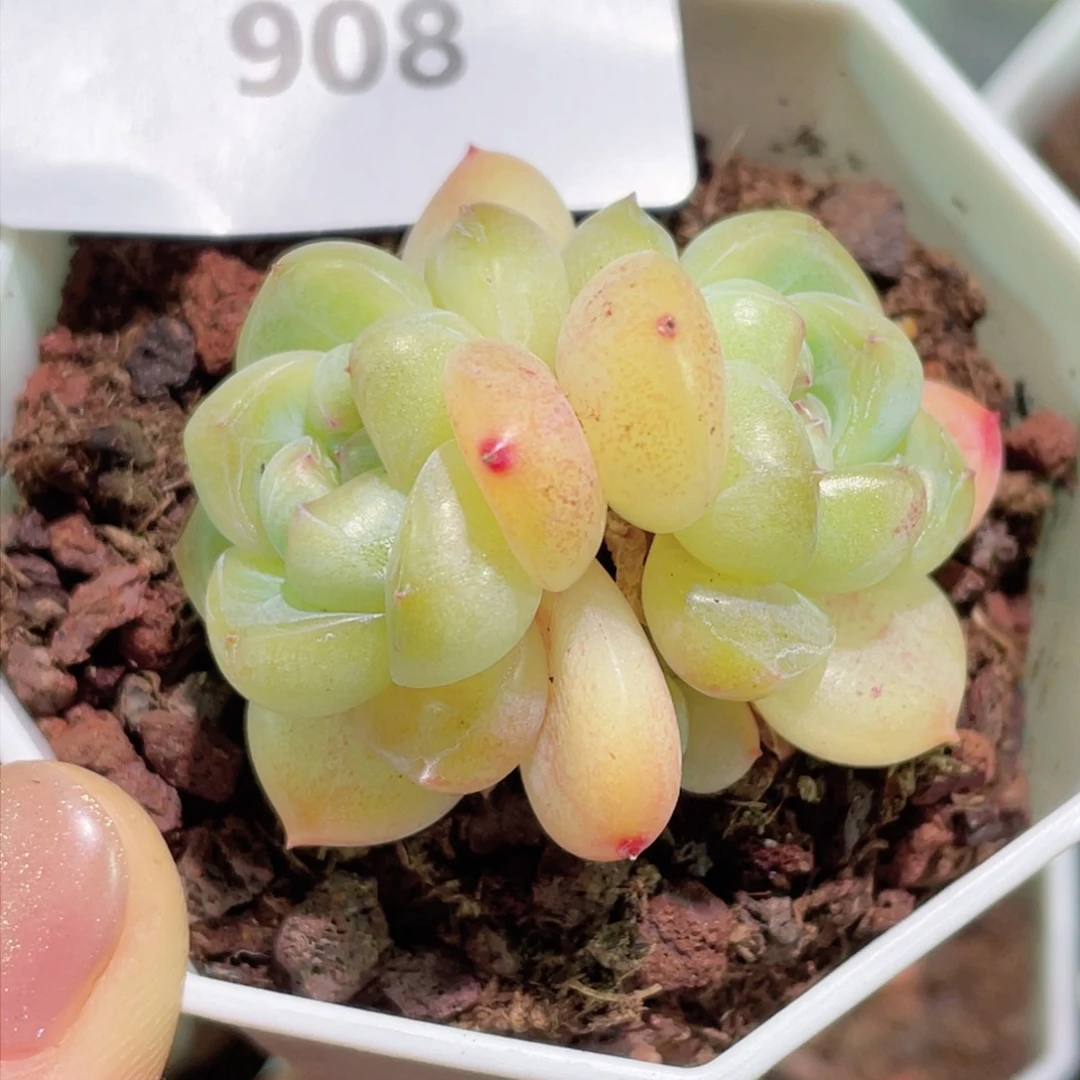 胡**ღ908号糖心冰心珍妮