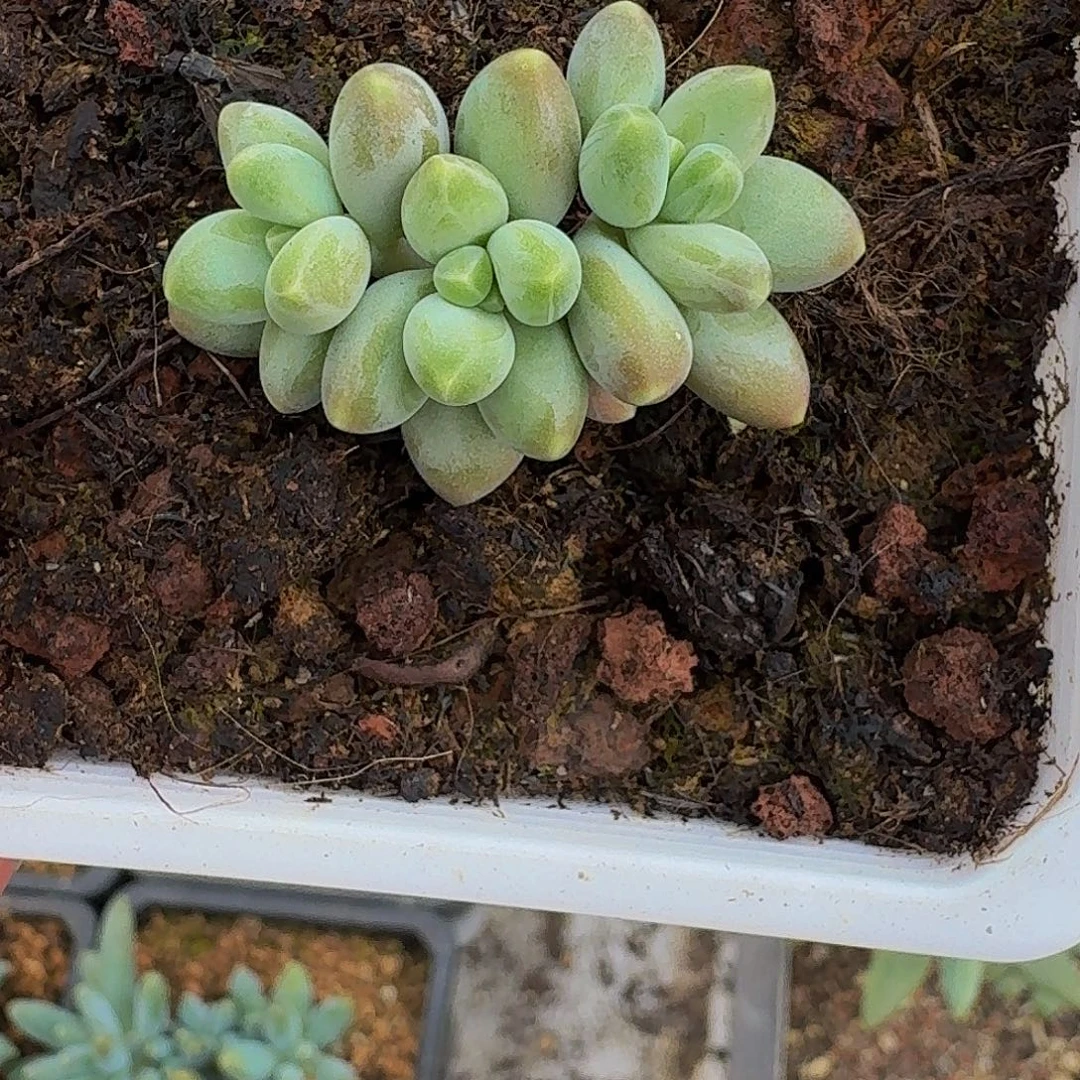 戴蒙德 3头 一物一拍
