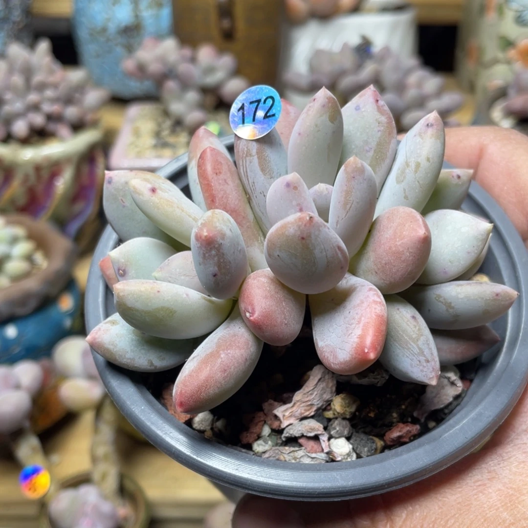 雪花奶酪多肉植物