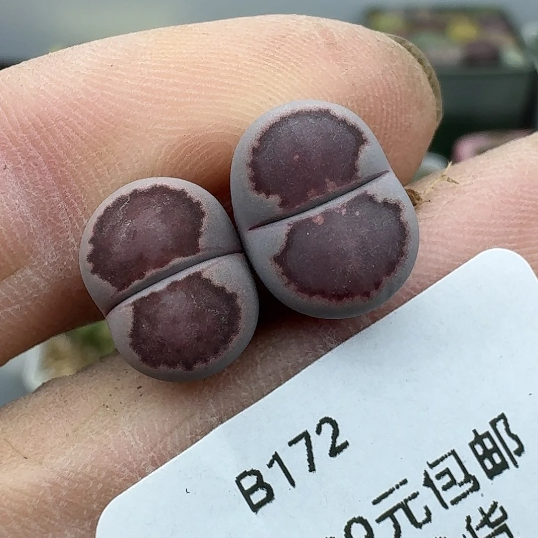 172多肉哈哈哈哈哈哈哈