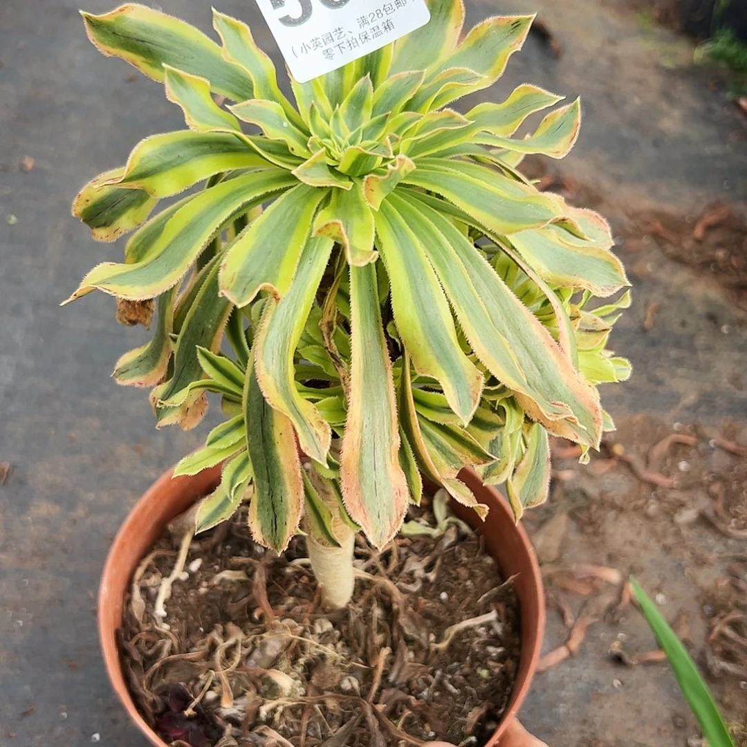 多肉植物500夕颜法师