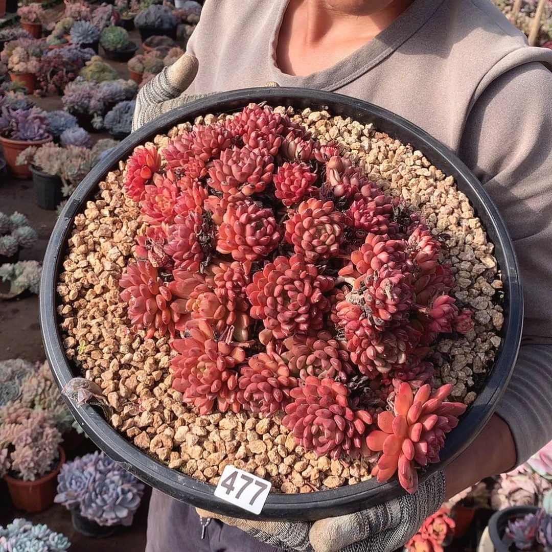 477红宝石 一物一拍多肉