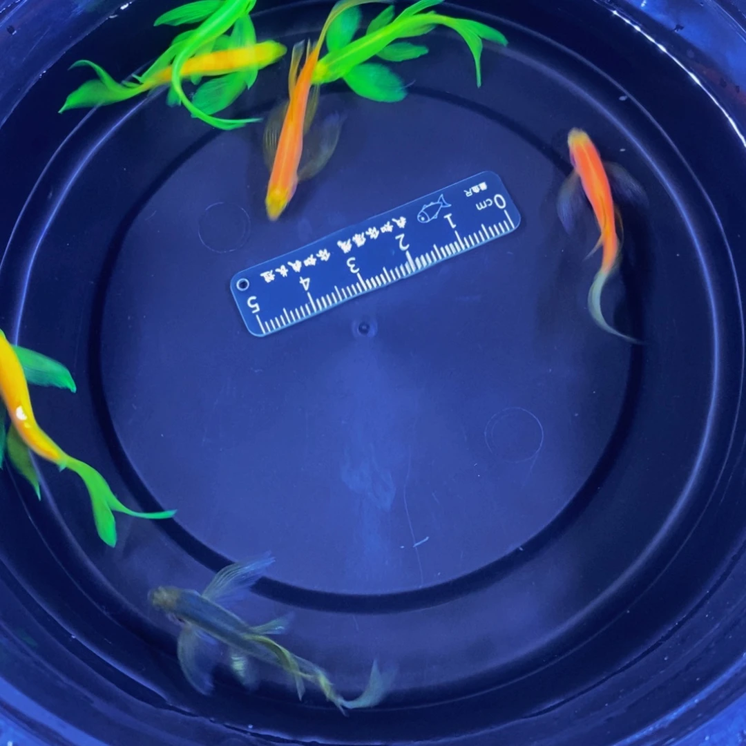 斑马鱼蝶翼斑马3.5-4厘米7条