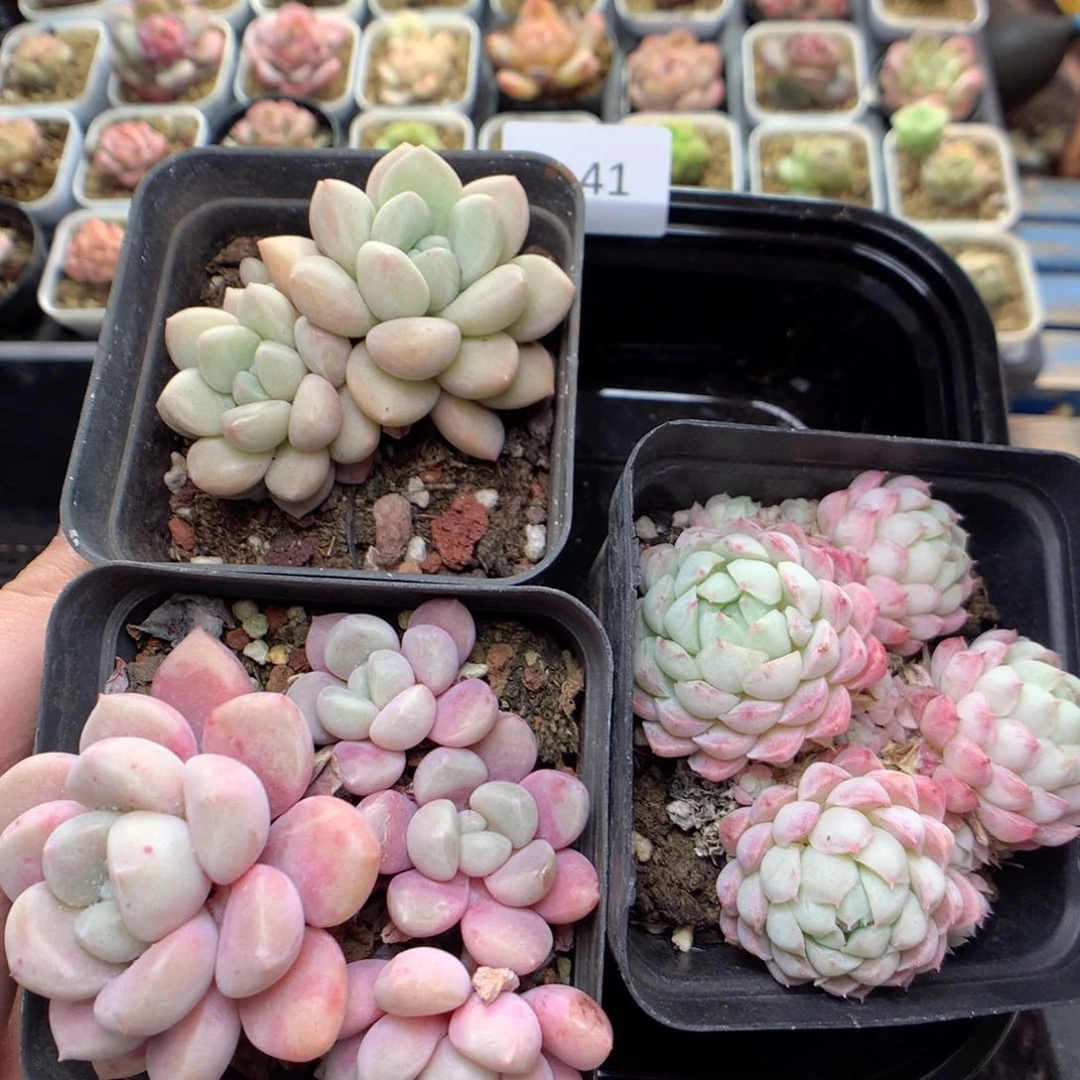 D41 ，柿子多肉20包邮，偏远地区不发货