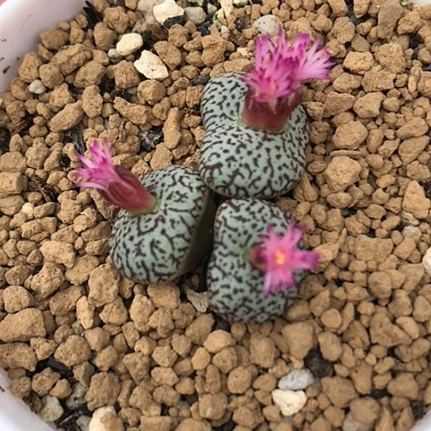 多肉肉锥 唐草墨