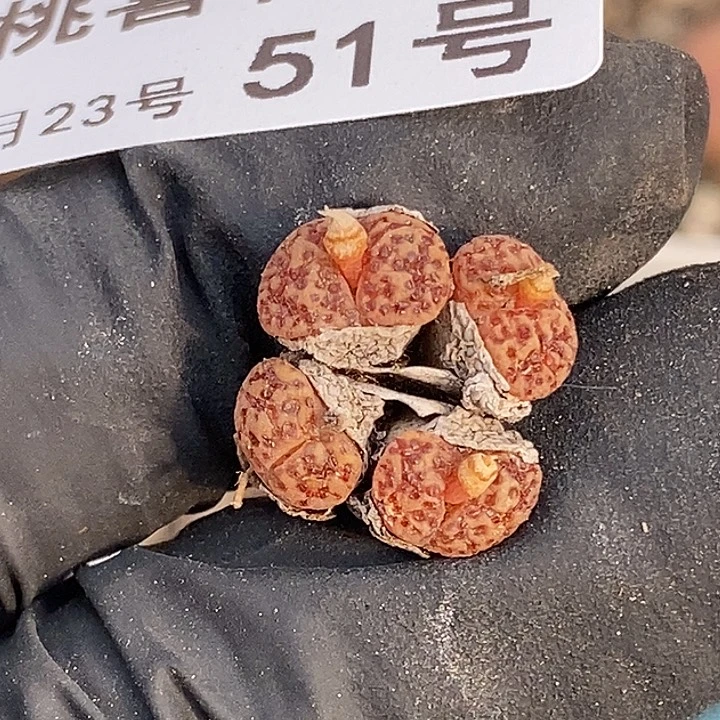 雪*胖桃喜花园0223-51勋章