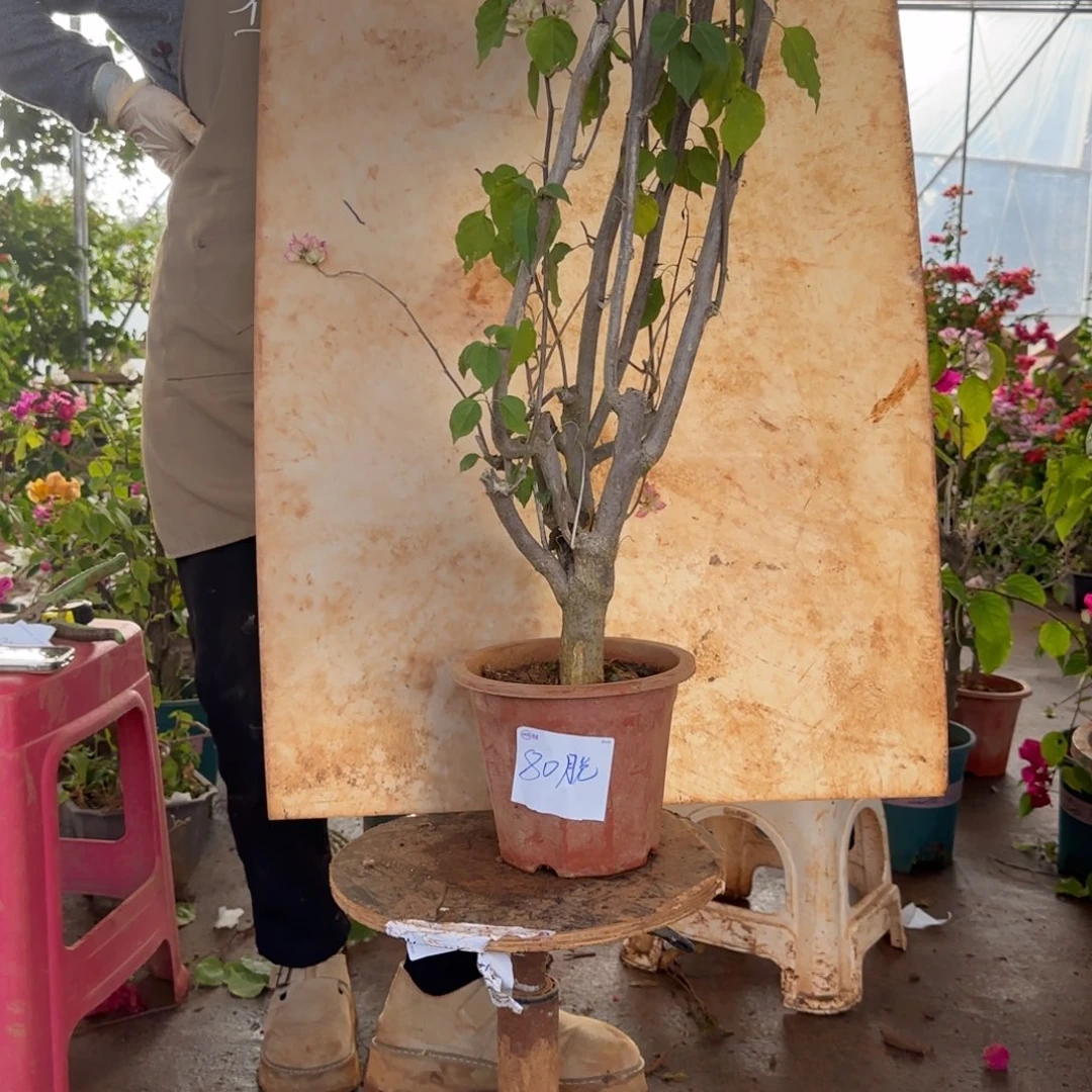 大部分花苞少量开放怡景 80脱