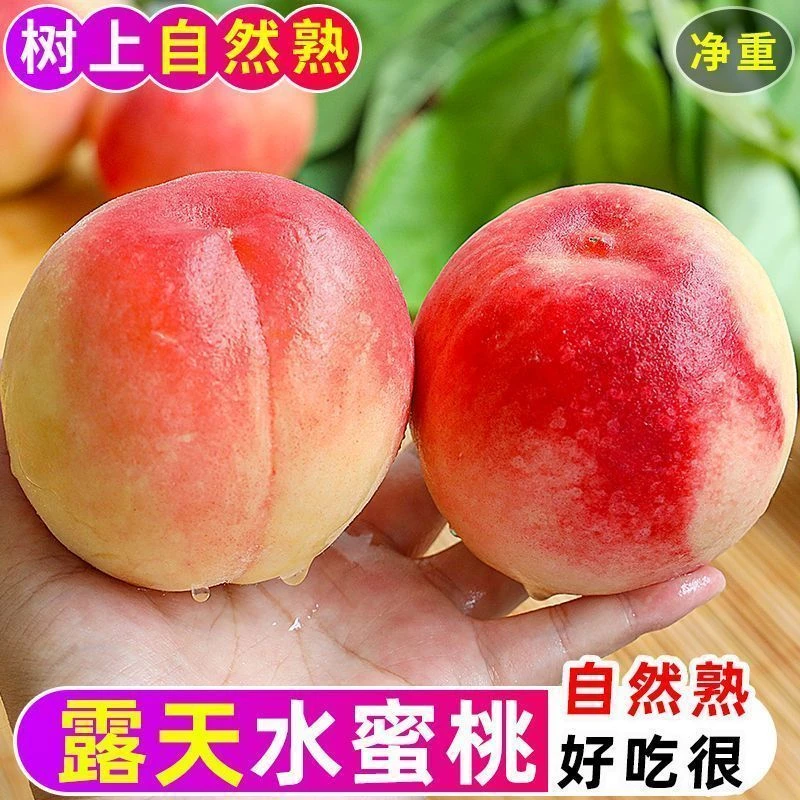 山西水蜜桃新鲜现摘鲜甜多汁水果新鲜脆水果