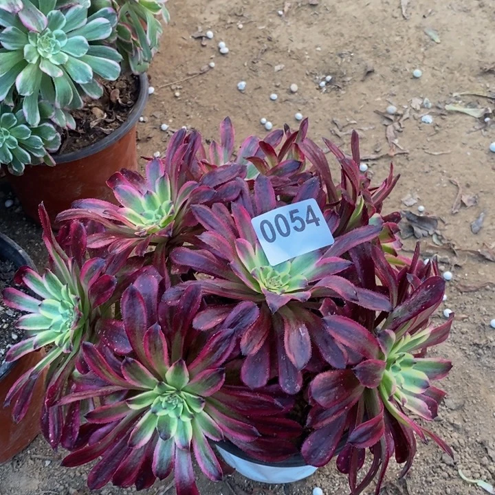 054红颜绣球多肉法师