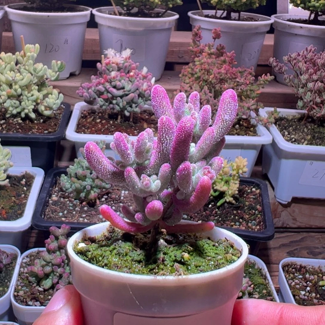 青****312紫闪光一物一拍包开箱