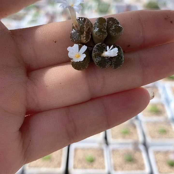 一物一拍1443.252勋章群生