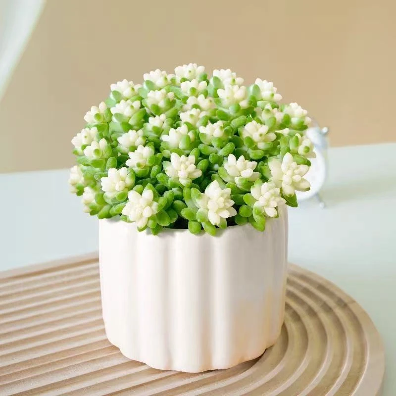【满18包邮】雪花玉坠多肉植物10厘米【带塑料盆】
