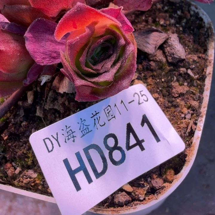 ****儿HD841  白龙翔龙侧芽