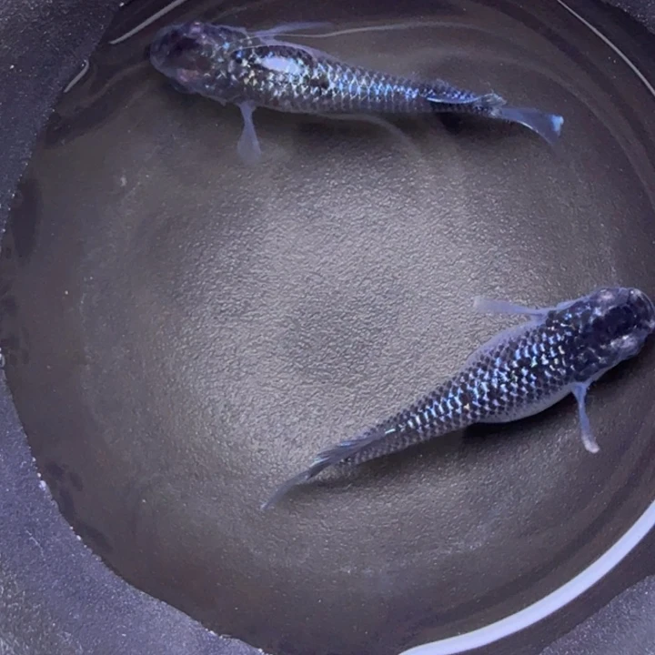 青鳉鱼星光礼服27号