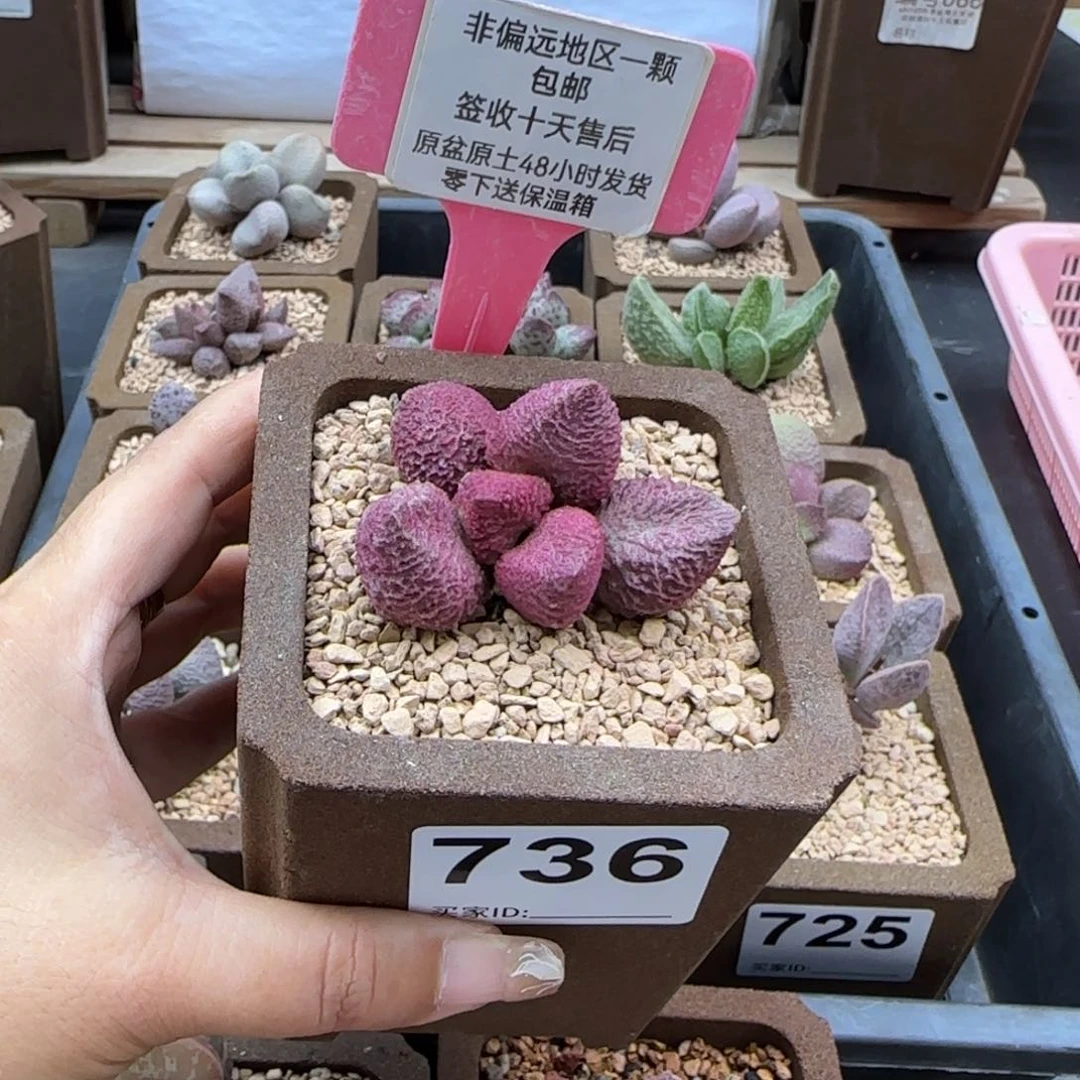 遗****4736巨猪宝多肉植物
