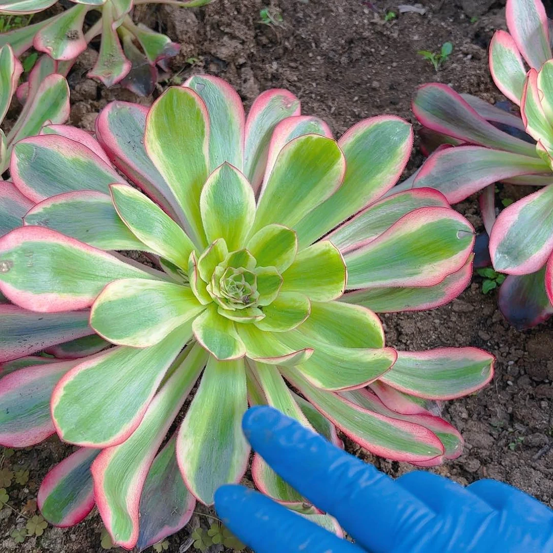 无毒锦带崽多肉植物