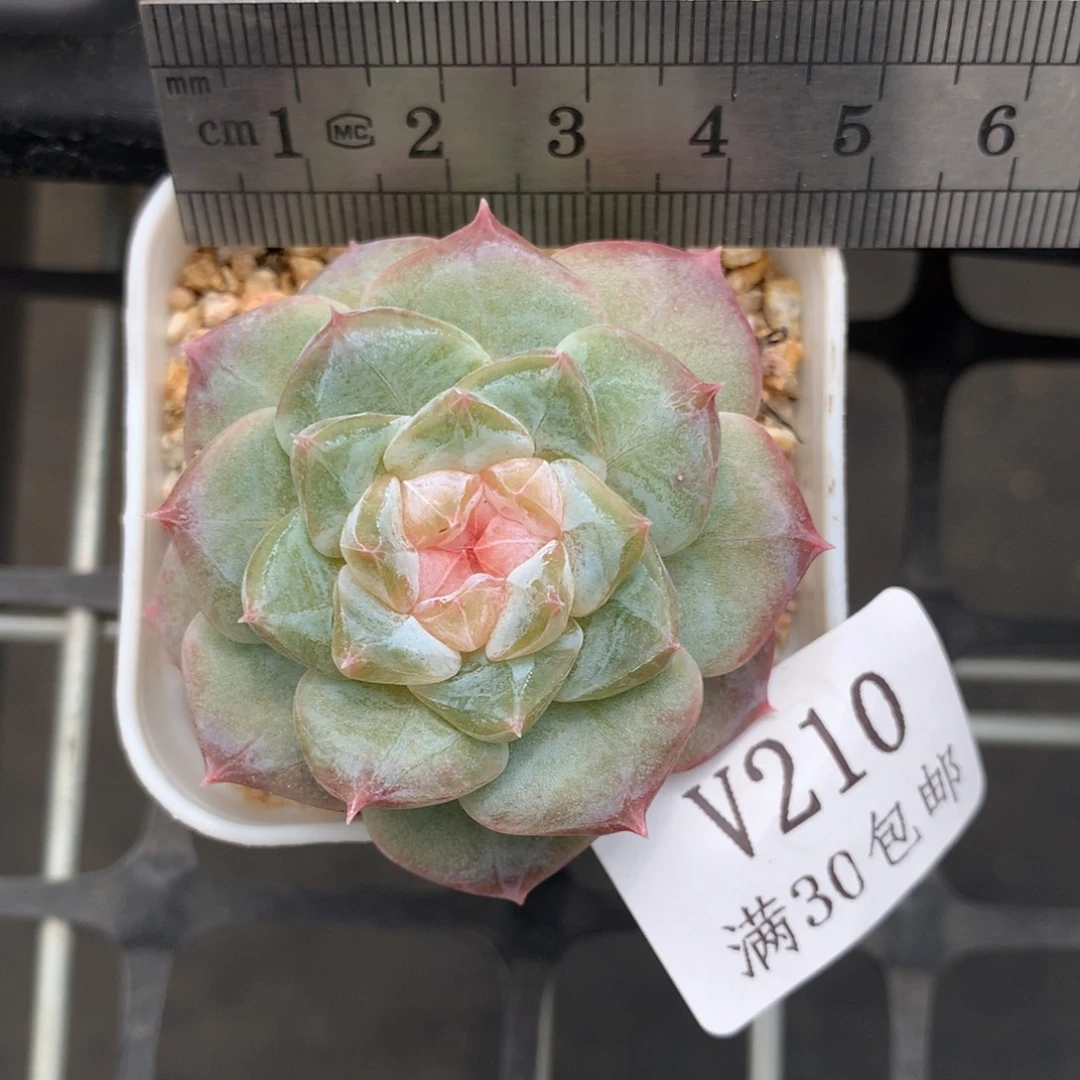 210。大富翁珍妮。多肉。