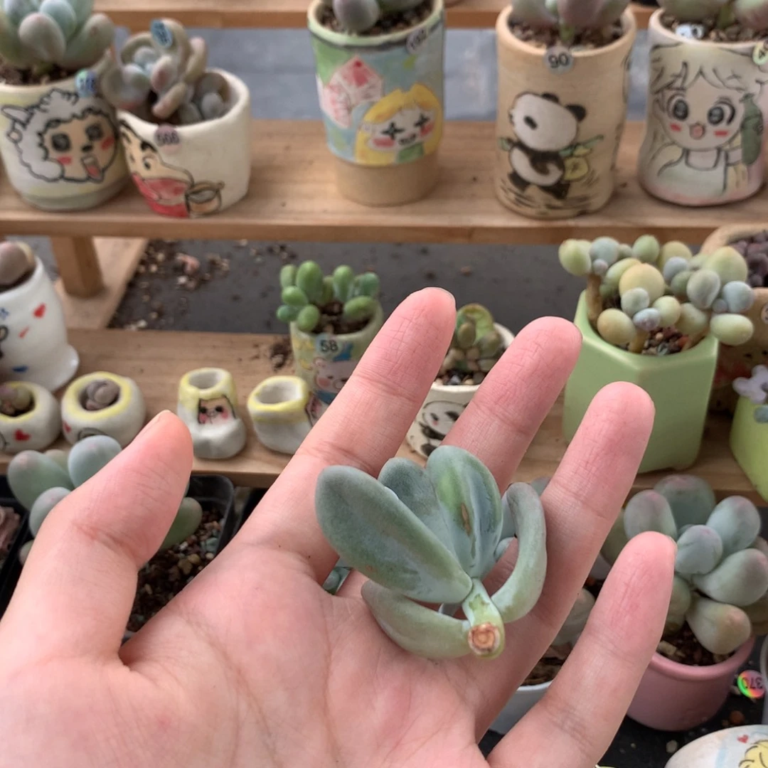 顾***娴米可哈哈哈砍头126