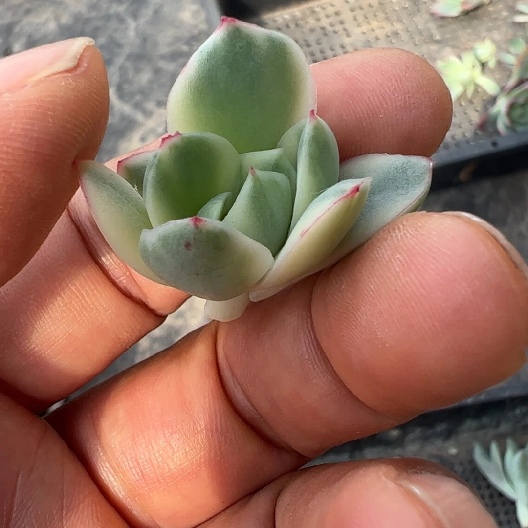 曲*多肉植物多肉植物