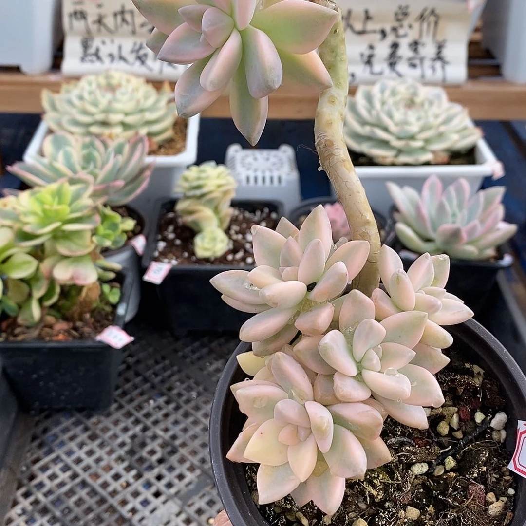 23172 淡雪锦群 7 天后发货