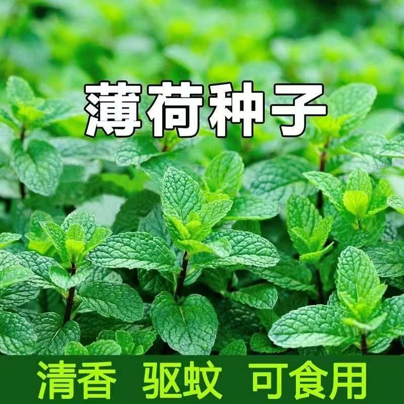 薄荷种子可食用驱蚊盆栽猫薄荷四季播种室内阳台蔬菜盆栽花种籽子