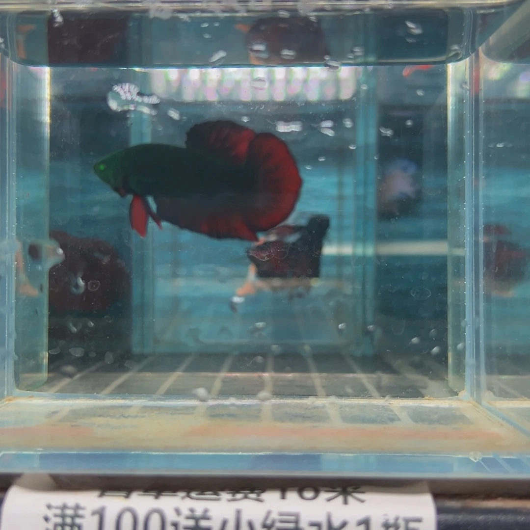 海水热带鱼斗鱼19号