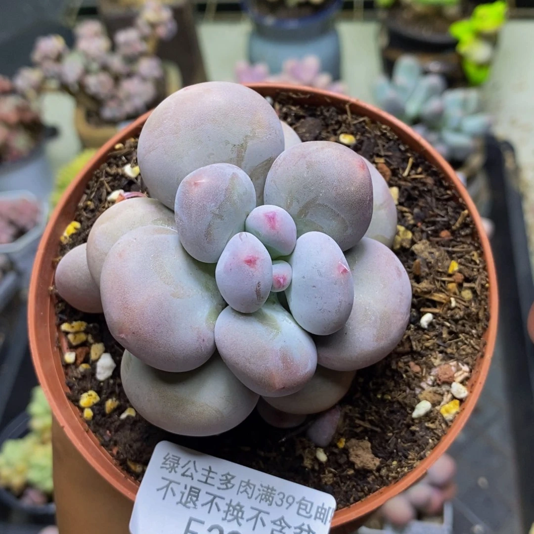 392大叶奶多肉7c m