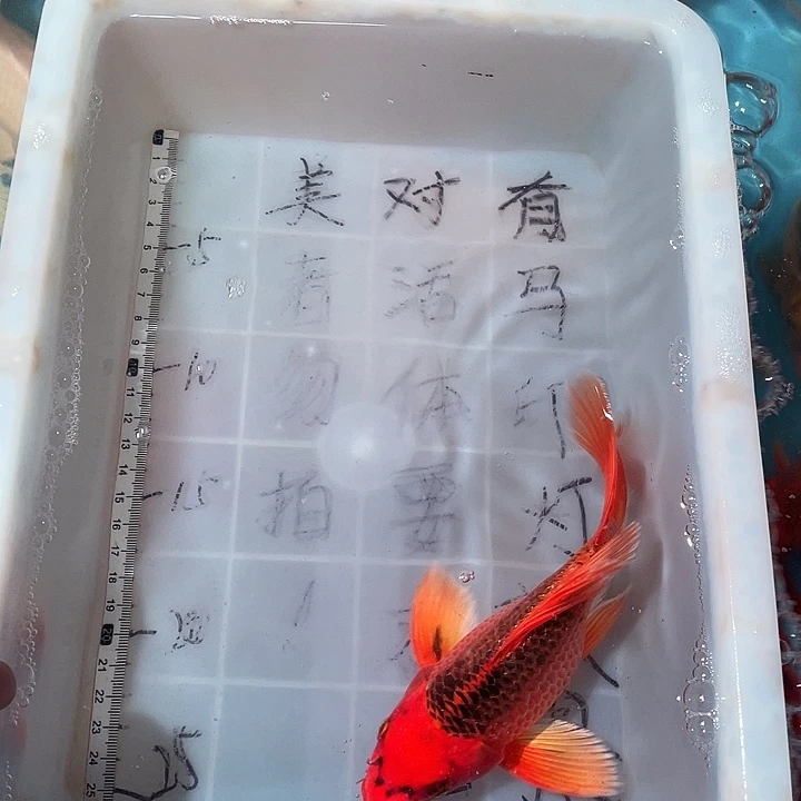 蝴蝶鲤鱼渔场直发71