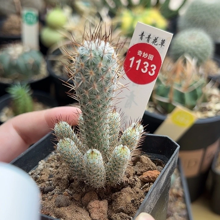 银狐群一棵仙人球