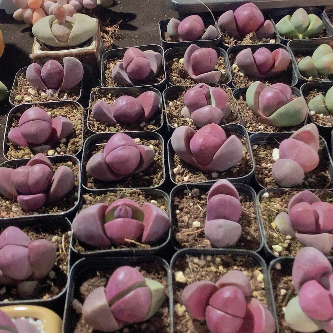 紫元宝134566778999000